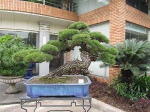 IMG_2882 (Large)