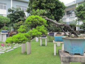 IMG_2890 (Large)