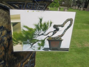 An early photo of the tree to show development