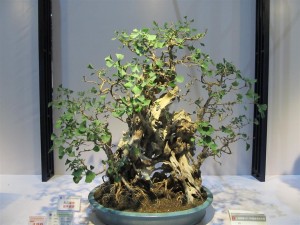 Old gnarly Ginkgyo