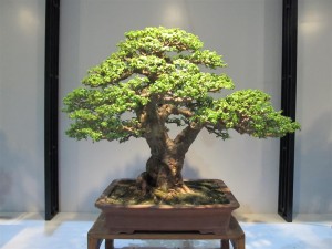 Jade Tree