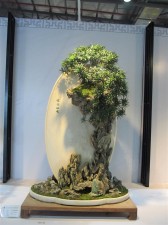 IMG_2939 (Large)