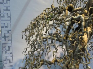 Lots and lots of prune and wire to get this.