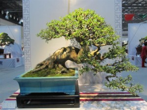 IMG_2957 (Large)