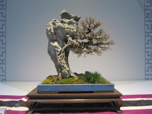 The only small tree in an exhibition of hundreds. All Lingnan 'clip and grow'. Beautiful