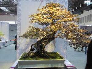 IMG_2961 (Large)