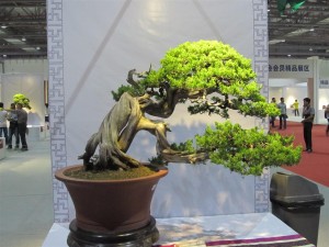 IMG_2978 (Large)