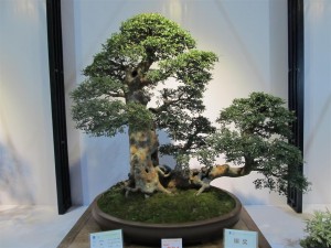 IMG_2995 (Large)