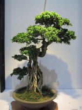 IMG_3000 (Large)