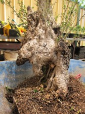 Still young roots at the back which have grown since being in the pot. I want to keep as much trunk as possible so these will come in handy