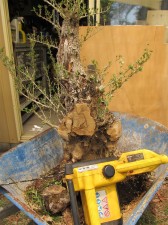 Olive wood is very hard, so out came the chainsaw to remove the main lumps