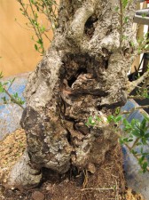 Close up of the natural deadwood on the front of the trunk. Lots of character to work with as a quide as to how to make the rest look eventually