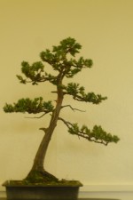 10 (Large)