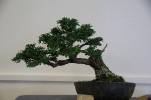 12 (Large)
