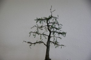 14 (Large)