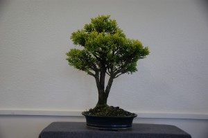 15 (Large)