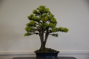 16 (Large)