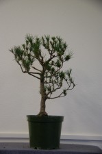 17 (Large)