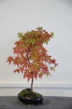 23 (Large)