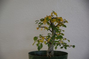26 (Large)