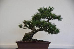 27 (Large)