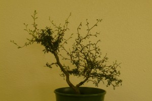 3 (Large)