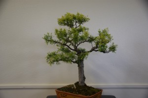 32 (Large)