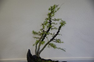 34 (Large)