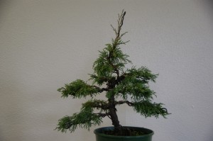38 (Large)