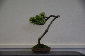 7 (Large)