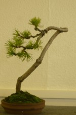 8 (Large)