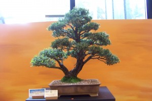 100_3586 (Large)