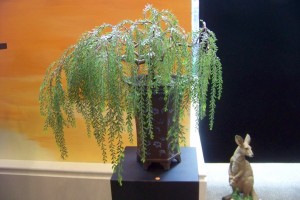 100_3587 (Large)