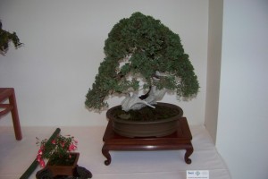 100_3594 (Large)