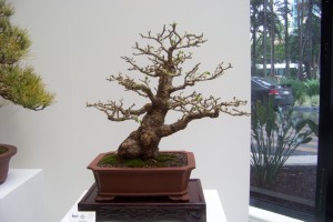 Coral Tree
