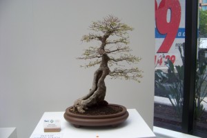 100_3616 (Large)