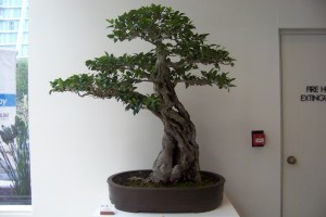 Large carved Fig I call the 'Convict Fig"