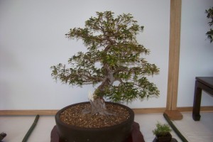 100_3628 (Large)