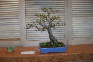 Dwarf Mulberry