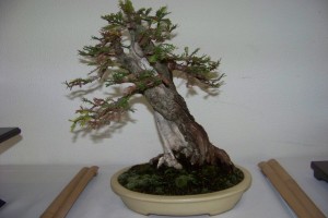 Swamp Cypress