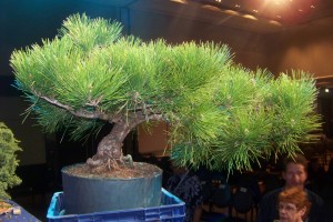 My demo Black Pine before