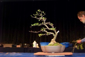 Tree that got us the applause