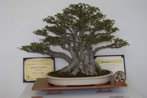 BCI and WBFF Awards Mutiple Trunk Fig