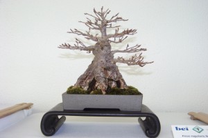 Willow Leaf Fig shohin