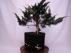Nice tree to bring to your first workshop hey? A difficult base of trunk, but time to develop it.
