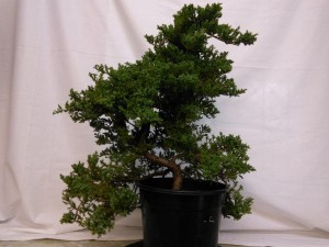 A raw, staked juniper that is way too tall for its trunk. This type of stock usually has very little taper as all the growth is left at the top.