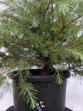A nice maturing Cedar that is a good purchased stock tree for workshop material. Had some attention while growing to produce a good trunk with plenty of branches to choose from