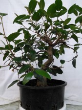 A developing Ficus that has had some trunk shaping when younger. Time to tidy some bits.