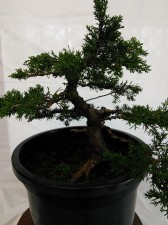Picking the front and selecting main branches for shaping was the order of the day. Left in the grow pot to develop secondary growth and apex branching.