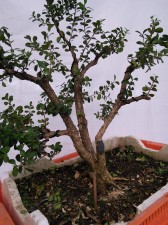 Trunk selection and a  good clean out to get the light in. Good not to root prune at this stage so we can use all the energy in the tree to generate more growth and new branches